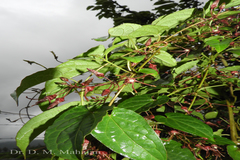 Seshagiria sahyadrica